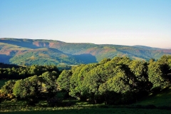 606-Forêt après Sarria-4.06.10 (2)