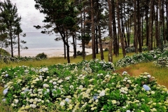 726-Hortensias nature (2)